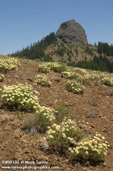 Eriogonum umbellatum