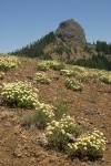 Sulphur Eriogonum w/ Pilot Rock bkgnd