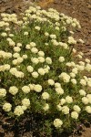 Sulphur Eriogonum