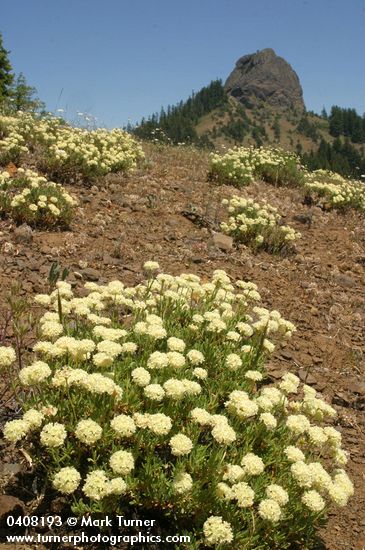 Eriogonum umbellatum