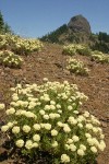 Sulphur Eriogonum w/ Pilot Rock bkgnd