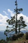 Conifer on rocky ridge