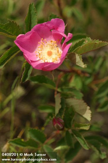 Rosa woodsii