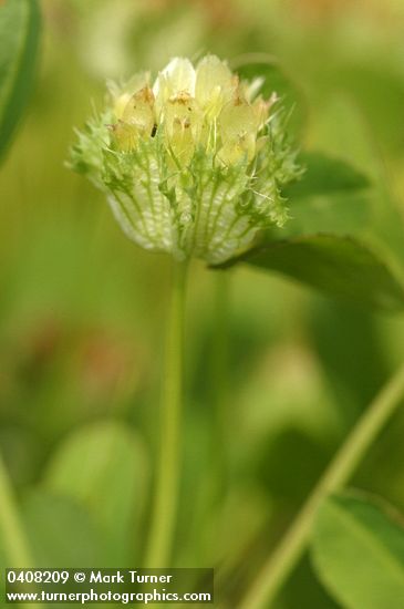 Trifolium cyathiferum