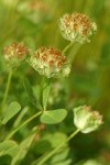 Cup Clover blossoms & foliage