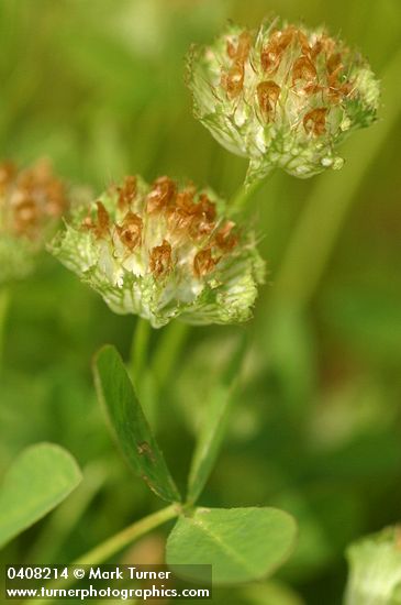 Trifolium cyathiferum