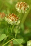 Cup Clover blossoms & foliage