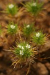 Mountain Navarretia