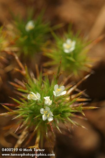 Navarretia divaricata