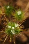 Mountain Navarretia