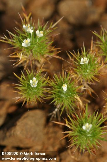 Navarretia divaricata