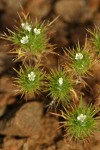 Mountain Navarretia