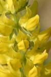 Mt. Eddy Lupine blossoms detail