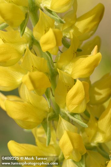 Lupinus croceus