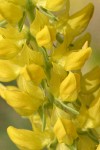 Mt. Eddy Lupine blossoms detail