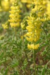 Mt. Eddy Lupines