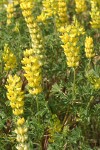 Mt. Eddy Lupines