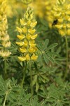 Mt. Eddy Lupine blossoms & foliage