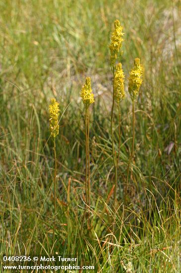 Narthecium californicum