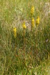 California Bog Asphodel