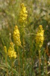 California Bog Asphodel blossoms