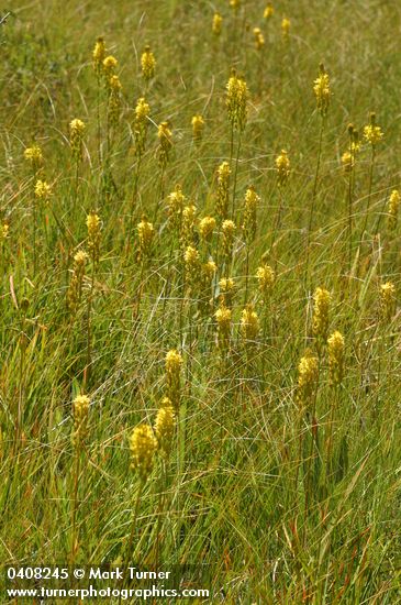 Narthecium californicum