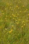 California Bog Asphodel