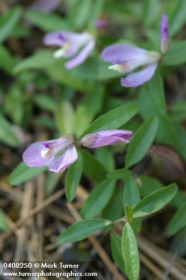 Polygala californica