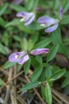 California Milkwort