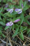 California Milkwort