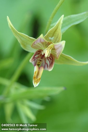 Epipactis gigantea