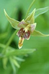 Stream Orchid blossom detail