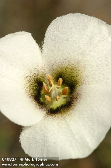 Calochortus howellii