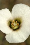 Howell's Mariposa Lily blossom detail