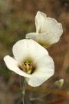 Howell's Mariposa Lily blossoms