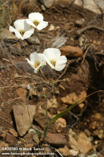 Calochortus howellii