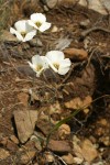 Howell's Mariposa Lilies