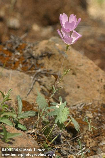 Sidalcea glaucescens