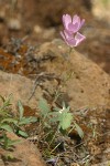 Waxy Checkerbloom