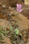 Waxy Checkerbloom