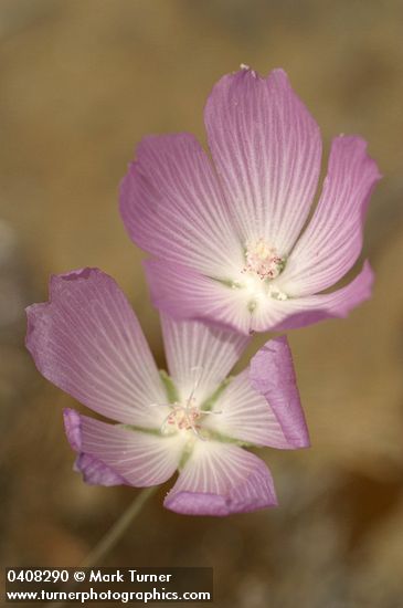 Sidalcea glaucescens