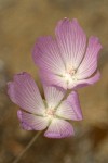 Waxy Checkerbloom blossoms detail