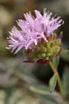 Serpentine Monardella blossom detail