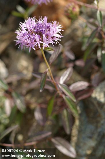 Monardella purpurea