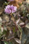 Serpentine Monardella blossom & foliage