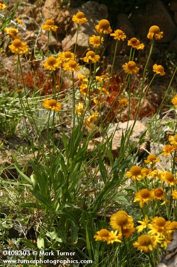 Helenium bigelovii