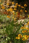 Bigelow's Sneezeweed