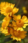Bigelow's Sneezeweed blossoms detail