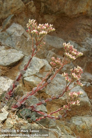 Sedum laxum ssp. heckneri