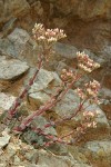 Heckner's Stonecrop